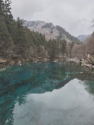 不朽湖中木